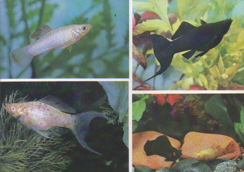 Pastkarte akvārija zivtiņas. Poecilia sphenops. 1989. gada 15x10,5 cm 