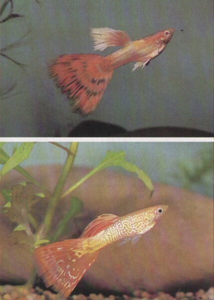 Pastkarte akvārija zivtiņas. Gupija albīni. 1989. gada 10,5x15 cm 