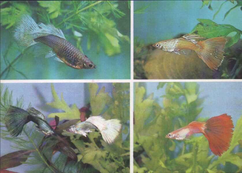 Pastkarte akvārija zivtiņas. Poecilia reticulata. (9) 1989. gada 15x10,5 cm