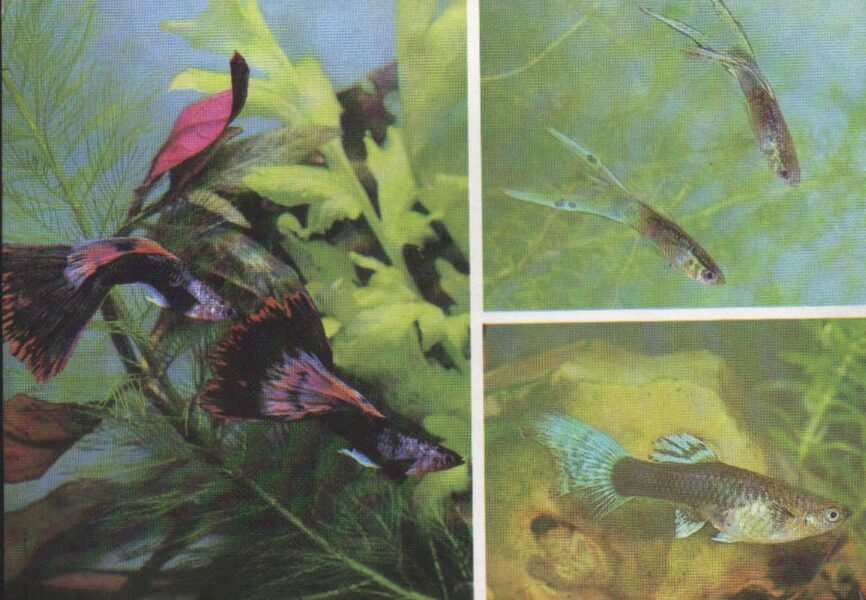Pastkarte akvārija zivtiņas. Poecilia reticulata. (8) 1989. gada 15x10,5 cm