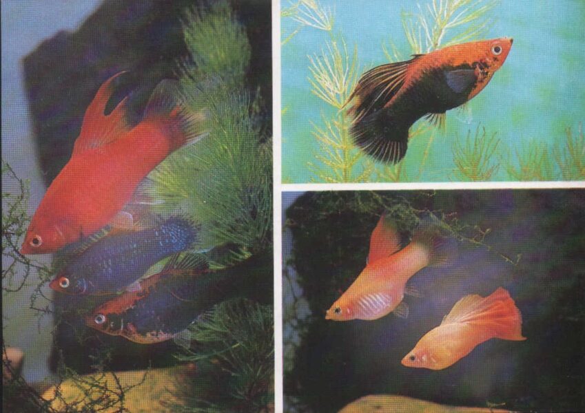 Pastkarte akvārija zivtiņas. Pecīlijas. (4) 1989. gada 15x10,5 cm