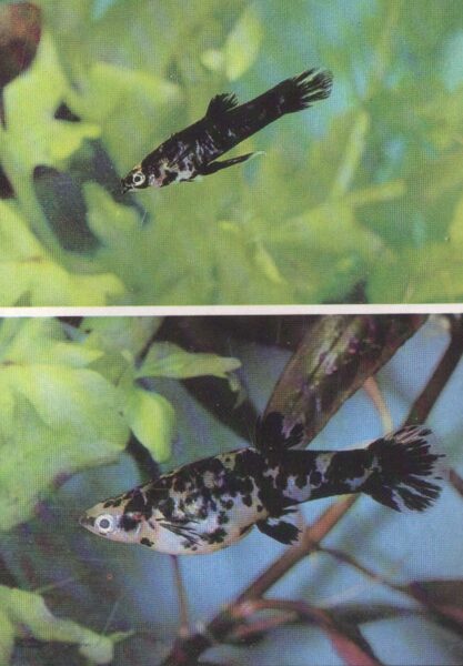 Pastkarte akvārija zivtiņas. Phalloceros caudimaculatus. 1989. gada 10,5x15 cm 