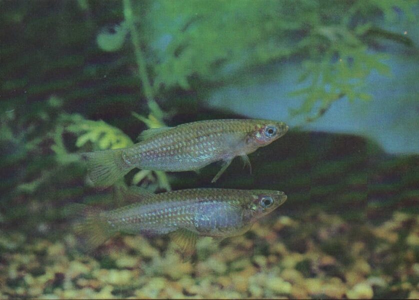 Pastkarte akvārija zivtiņas. Alfaro cultratus. 1989. gada 15x10,5 cm