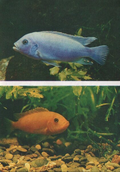 Pastkarte akvārija zivtiņas. Pseudotropheus zebra. 1982. gada 10,5x15 cm 