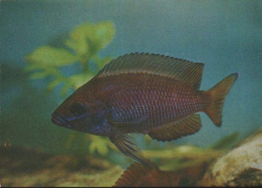 Pastkarte akvārija zivtiņas. Neolamprologus moori. 1982. gada 15x10,5 cm