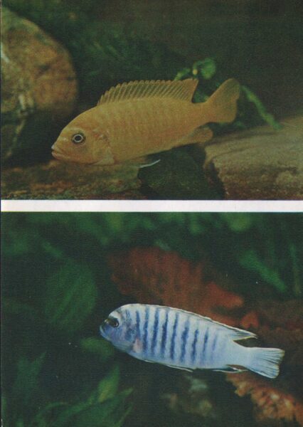 Pastkarte akvārija zivtiņas. Pseudotropheus species. 1982. gada 10,5x15 cm 