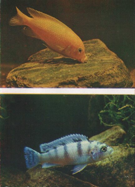 Pastkarte akvārija zivtiņas. Pseidotropheus Lombardoi. 1982. gada 10,5x15 cm 
