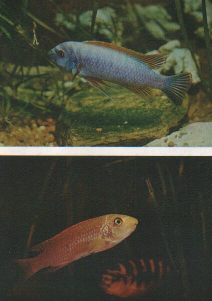 Pastkarte akvārija zivtiņas. Vienkāršs labeotropheus. 1982. gada 10,5x15 cm 