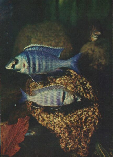 Pastkarte akvārija zivtiņas. Haplochromis electra. 1982. gada 10,5x15 cm 