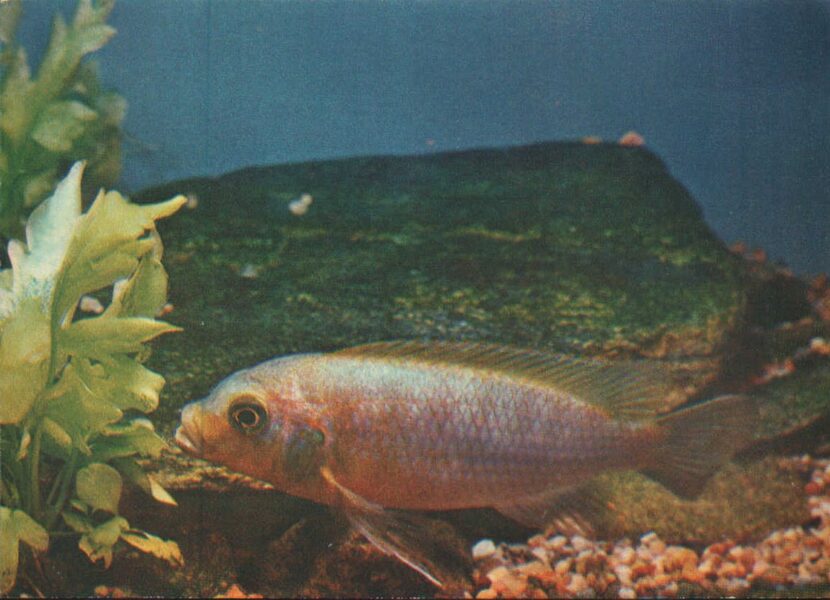 Pastkarte akvārija zivtiņas. Pseudotropheus aurora. 1982. gada 15x10,5 cm