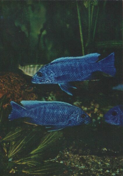 Pastkarte akvārija zivtiņas. Haplochromis jacksoni. 1982. gada 10,5x15 cm 