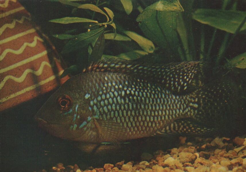 Pastkarte akvārija zivtiņas. Geophagus brasiliensis. 1982. gada 15x10,5 cm