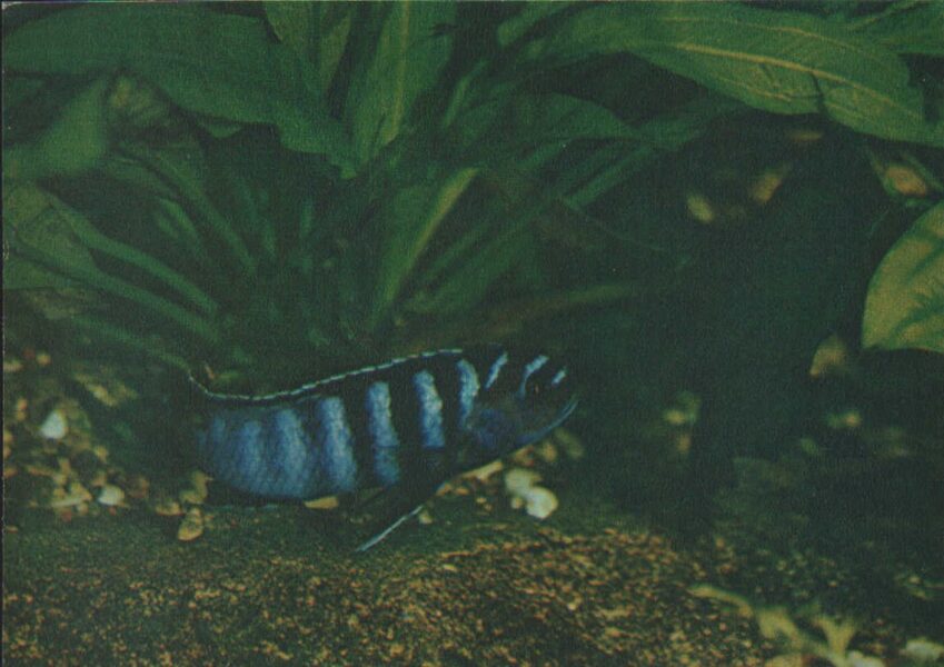 Pastkarte akvārija zivtiņas. Pseudotropheus species. (22) 1982. gada 15x10,5 cm