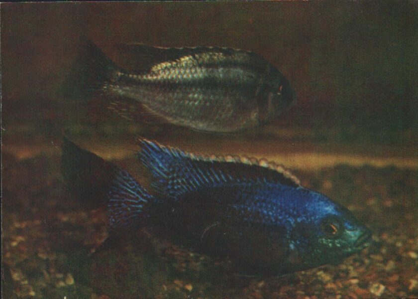 Pastkarte akvārija zivtiņas. Haplochromis Boadzulu. 1982. gada 15x10,5 cm