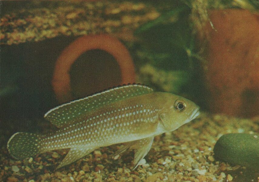 Pastkarte akvārija zivtiņas. Lamprologus tetracanthus. 1982. gada 15x10,5 cm