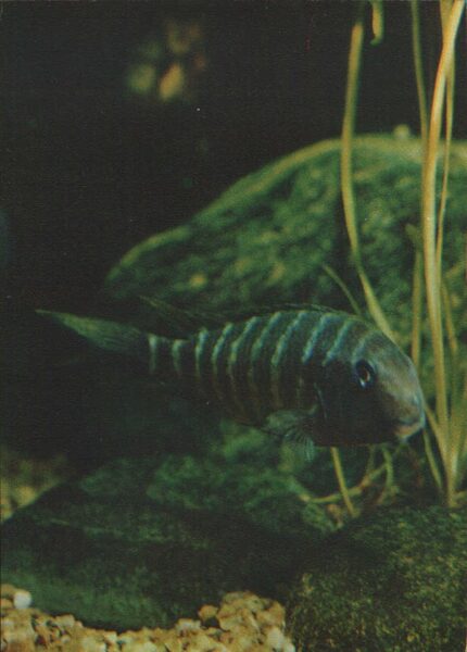 Pastkarte akvārija zivtiņas. Tropheus polli. 1982. gada 10,5x15 cm 
