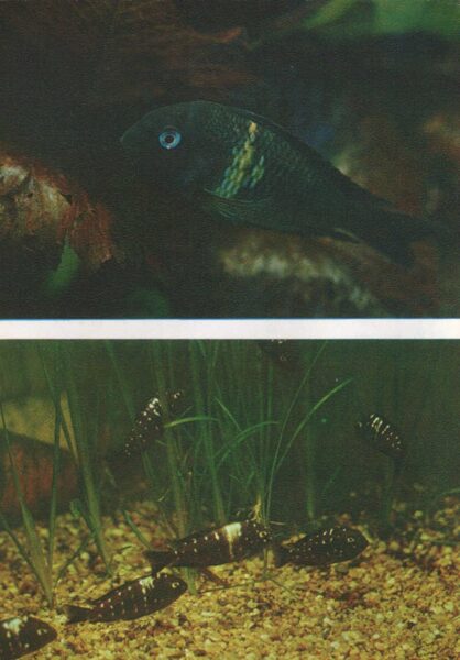 Pastkarte akvārija zivtiņas. Tropheus duboisi. 1982. gada 10,5x15 cm 