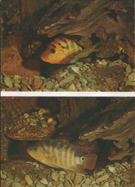Pastkarte akvārija zivtiņas. Cichlasoma festae. 1982. gada 10,5x15 cm 