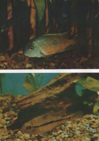 Pastkarte akvārija zivtiņas. Cichlasoma nicaraguense. 1982. gada 10,5x15 cm 