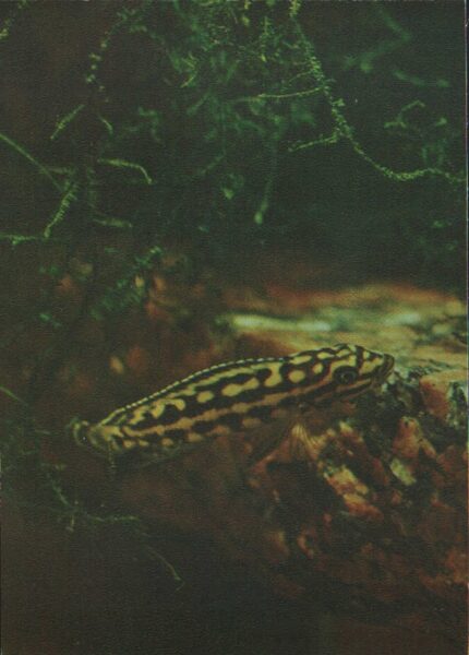 Pastkarte akvārija zivtiņas. Julidochromis marlieri. 1982. gada 10,5x15 cm 