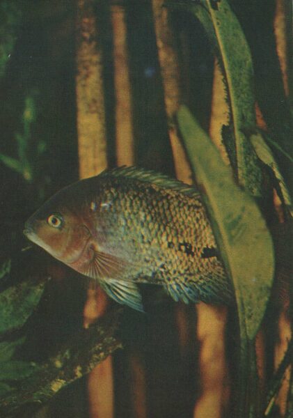 Pastkarte akvārija zivtiņas. Cichlasoma synspilum. 1982. gada 10,5x15 cm 