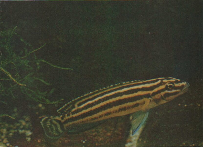 Pastkarte akvārija zivtiņas. Julidochromis regani. 1982. gada 15x10,5 cm