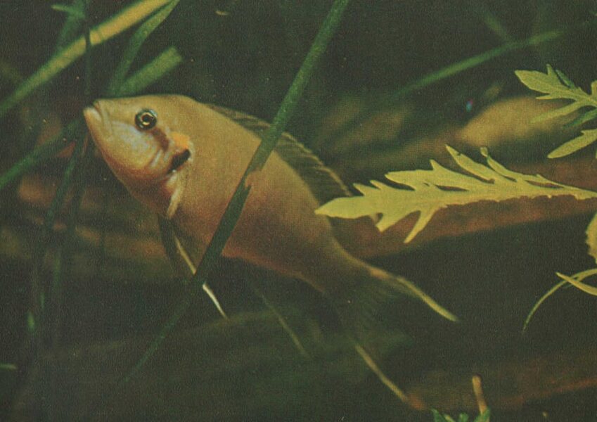 Pastkarte akvārija zivtiņas. Burundi princese. 1982. gada 15x10,5 cm