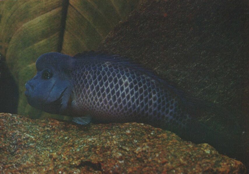 Pastkarte akvārija zivtiņas. Steatocranus casuarius. 1982. gada 15x10,5 cm