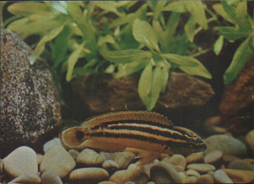 Pastkarte akvārija zivtiņas. Julidochromis ornatus. 1982. gada 15x10,5 cm