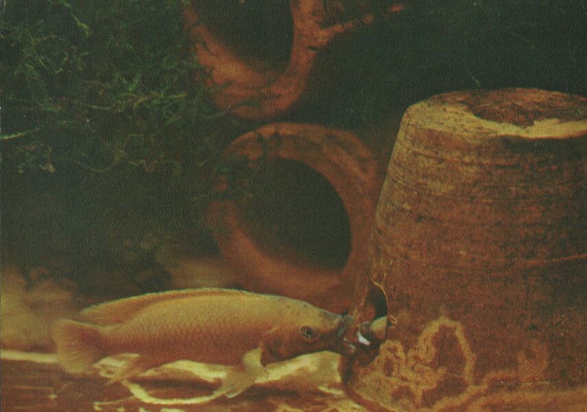 Pastkarte akvārija zivtiņas. Lamprologus leleupi. 1982. gada 15x10,5 cm