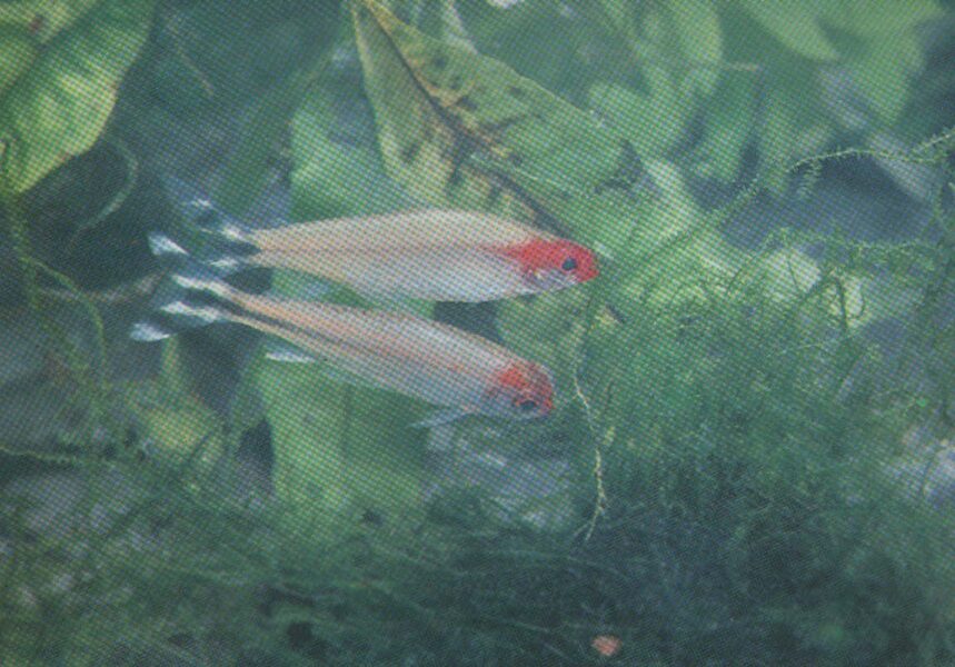 Pastkarte akvārija zivtiņas. Hemigrammus rhodostomus. 1985. gada 15x10,5 cm  