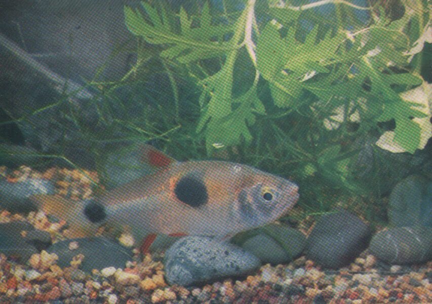 Pastkarte akvārija zivtiņas. Exodon paradoxus. 1985. gada 15x10,5 cm  