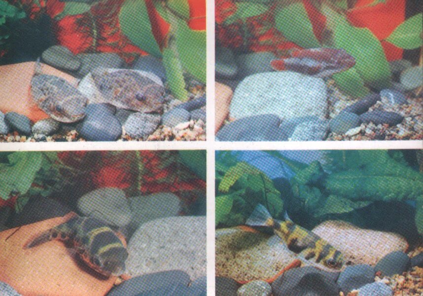 Pastkarte akvārija zivtiņas. Tetraodon leiurus. Carinotetraodon. Colomesus psittacus. 1985. gada 15x10,5 cm  