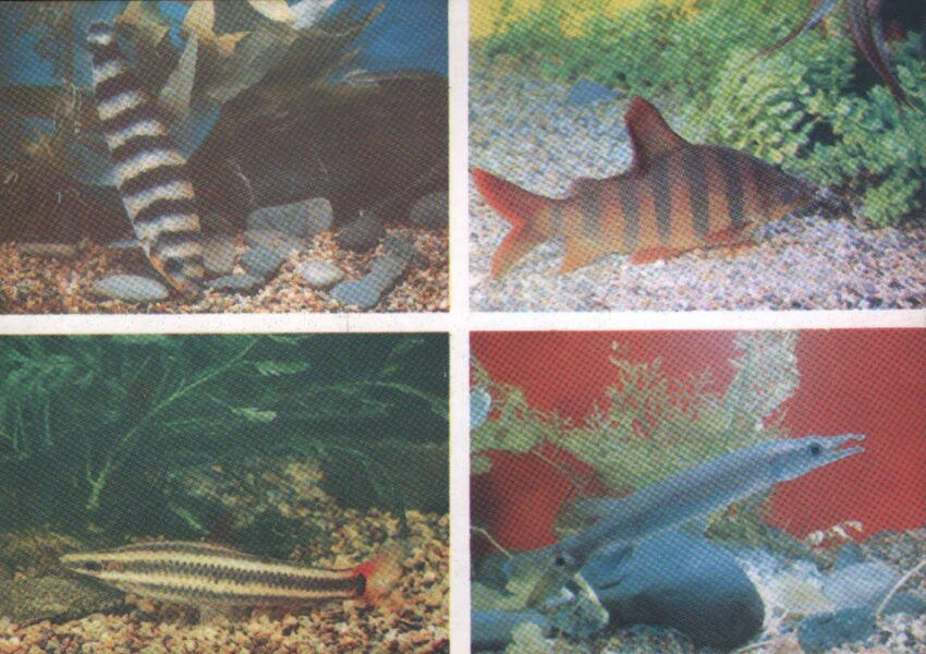 Pastkarte akvārija zivtiņas. Leporinus fasciatus. Distichodus sexfasciatus. Ctenolucius hujeta. 1985. gada 15x10,5 cm  