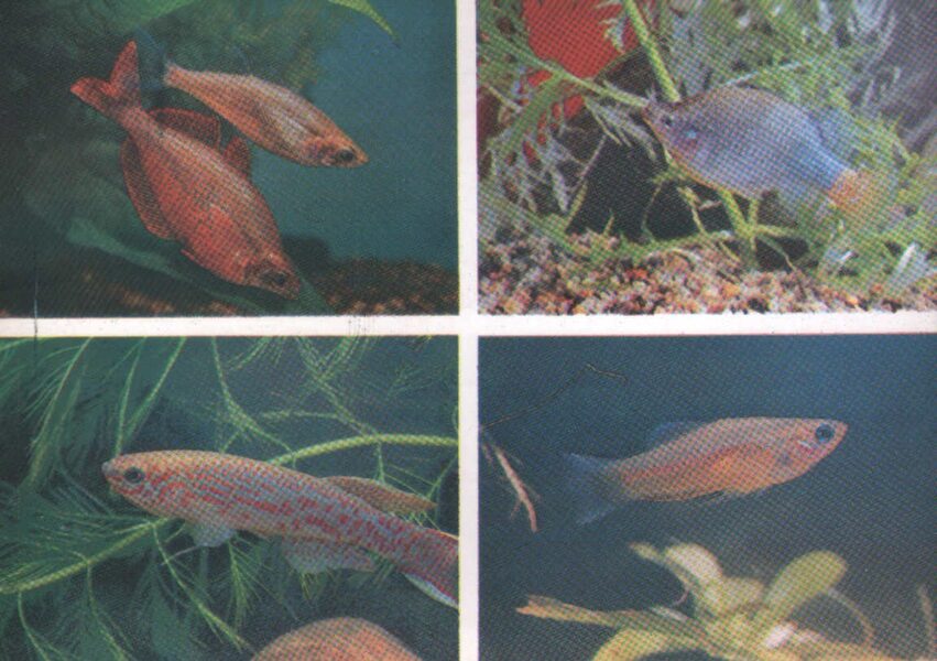 Pastkarte akvārija zivtiņas. Glossolepis incisus. Xenotoca eiseni. Blue lyretail. 1985. gada 15x10,5 cm  