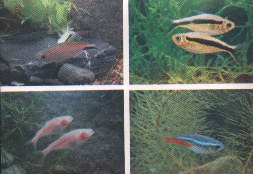 Pastkarte akvārija zivtiņas. Brycinus (Alestes) chaperi. Astyanax mexicanus. Paracheirodon innesi. 1985. gada 15x10,5 cm  