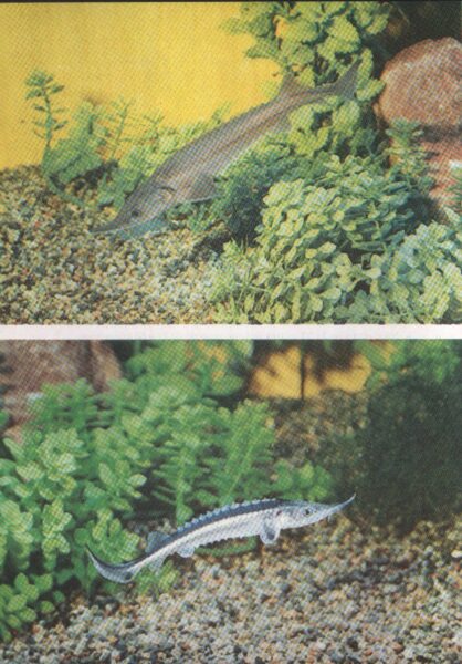 Pastkarte akvārija zivtiņas. Sibīrijas store. Sevrjuga. 1985. gada 10,5x15 cm 