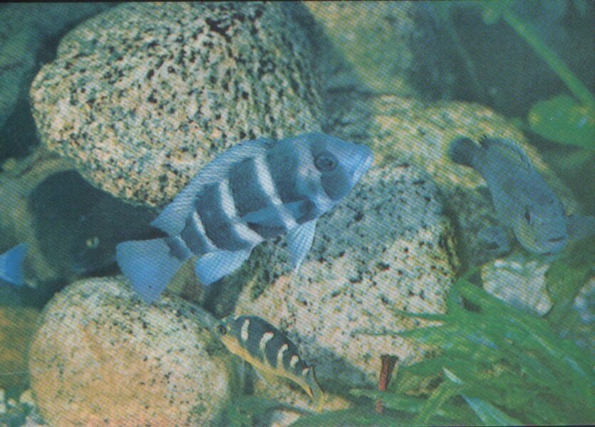 Pastkarte akvārija zivtiņas. Cyphotilapia frontosa. 1985. gada 15x10,5 cm  