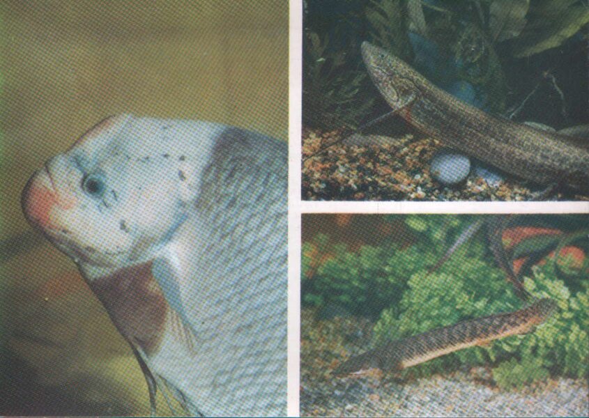 Pastkarte akvārija zivtiņas. Osphromenus goramy. Protopterus aethiopicus. Polypterus palmas. 1985. gada 15x10,5 cm  