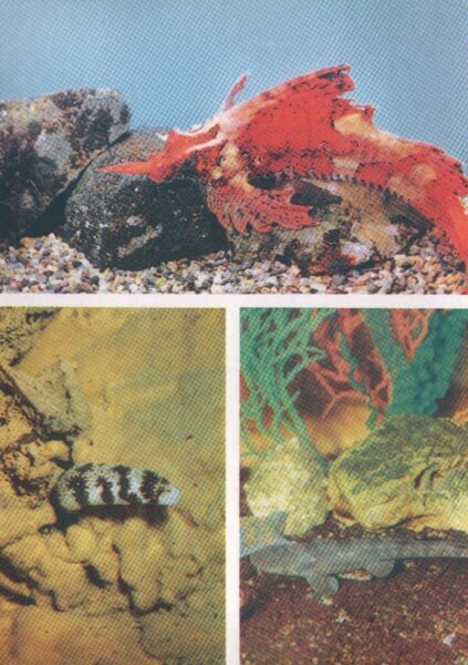 Pastkarte akvārija zivtiņas. Agonomalus jordani. Echidna nebulosa. Chiloscyllium indicum. 1985. gada 10,5x15 cm 