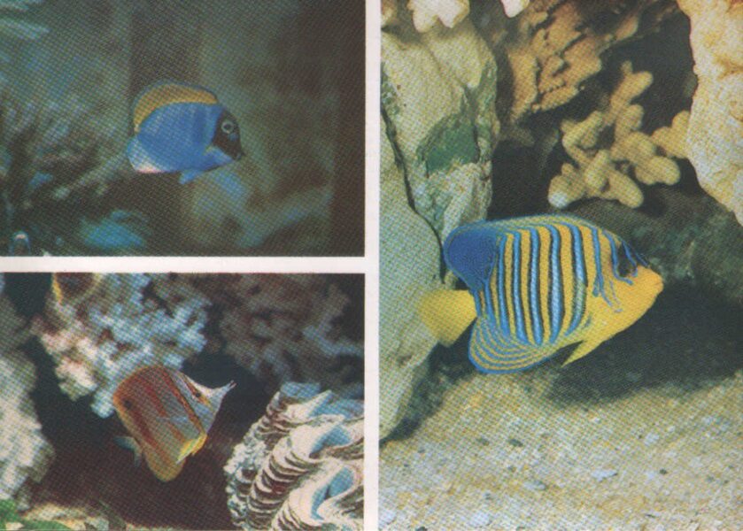 Pastkarte akvārija zivtiņas. Paracanthurus hepatus. Eņģeļzivis. Chelmon rostratus. 1985. gada 15x10,5 cm  