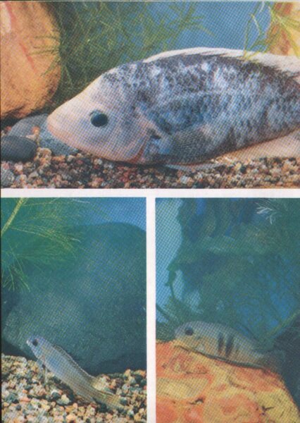 Pastkarte akvārija zivtiņas. Cichlasoma citrinellum. Nanochromis splendens. Neetroplus nematopus. 1985. gada 10,5x15 cm 