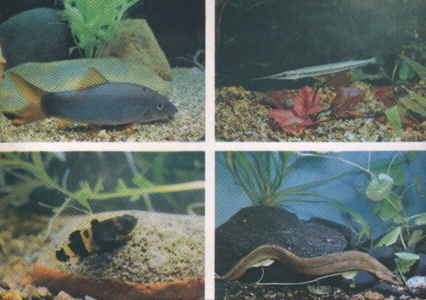 Pastkarte akvārija zivtiņas. Botia modesta. Xenentodon cancila. Brachygobius doriae. 1985. gada 15x10,5 cm  