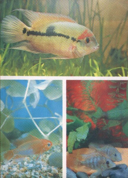 Pastkarte akvārija zivtiņas. Cichlasoma temporale. Mikrogeophagus altispinosus. Gymnogeophagus australis. 1985. gada 10,5x15 cm 