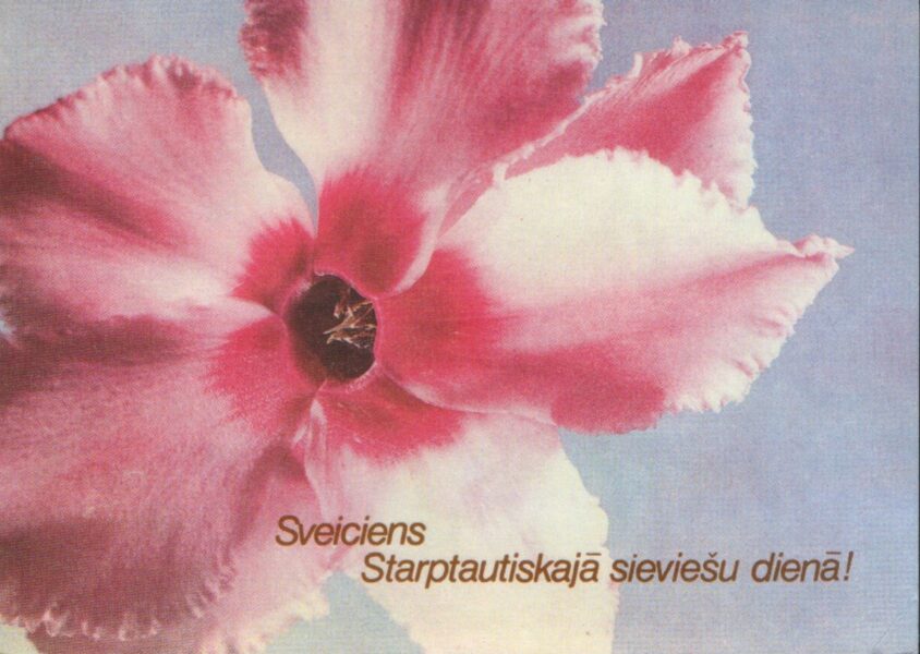 Congratulations on International Women's Day 1988 USSR greeting card pink flower 15x10.5 cm