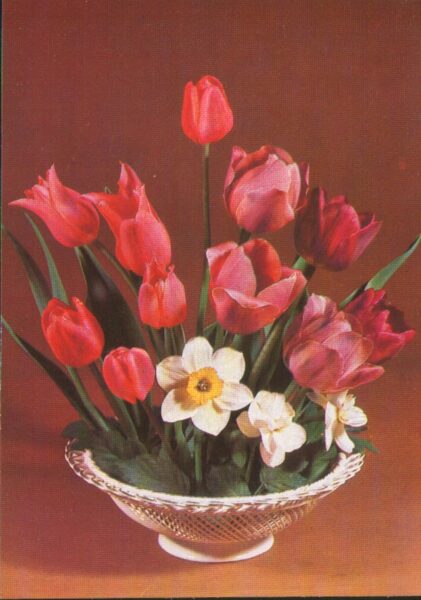 Apsveikuma pastkarte Ziedi 1983 Sarkanas tulpes un narcissi Planeta 10,5x15 cm